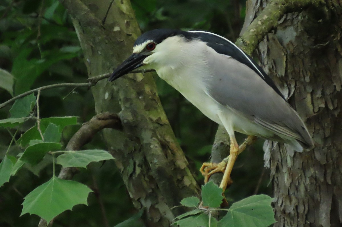 Black-crowned Night Heron - Mike Donaldson