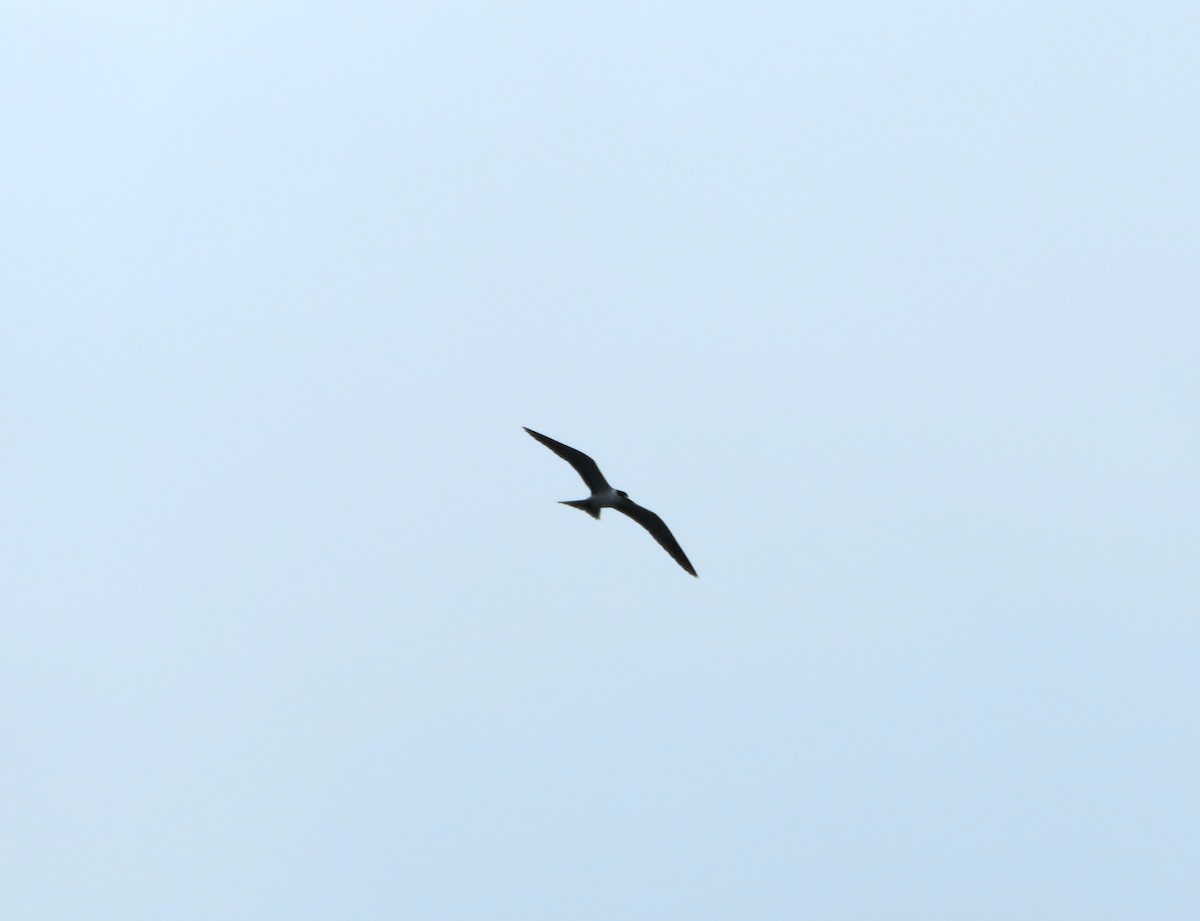 Sooty Tern - ML619646592