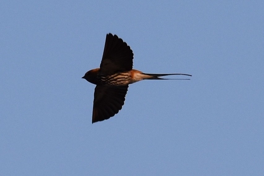 Lesser Striped Swallow - ML619646594