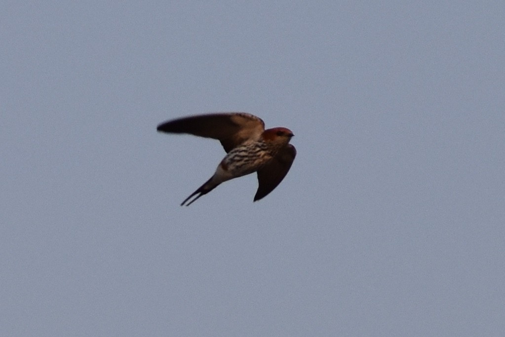 Lesser Striped Swallow - ML619646595