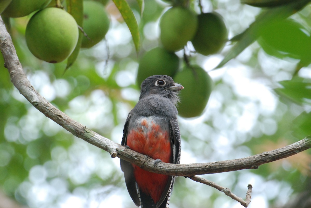 Blue-crowned Trogon - ML619646596