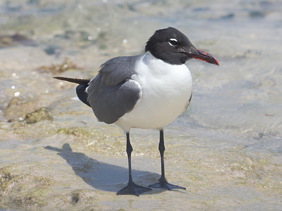 Laughing Gull - Michael Tromp