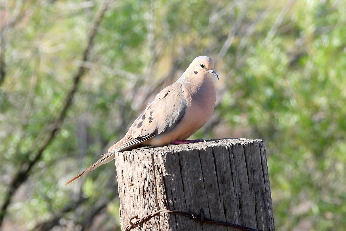 Mourning Dove - Diana LaSarge and Aaron Skirvin