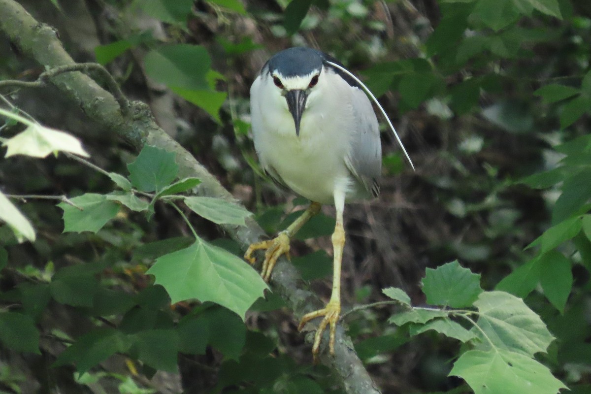 Black-crowned Night Heron - Mike Donaldson