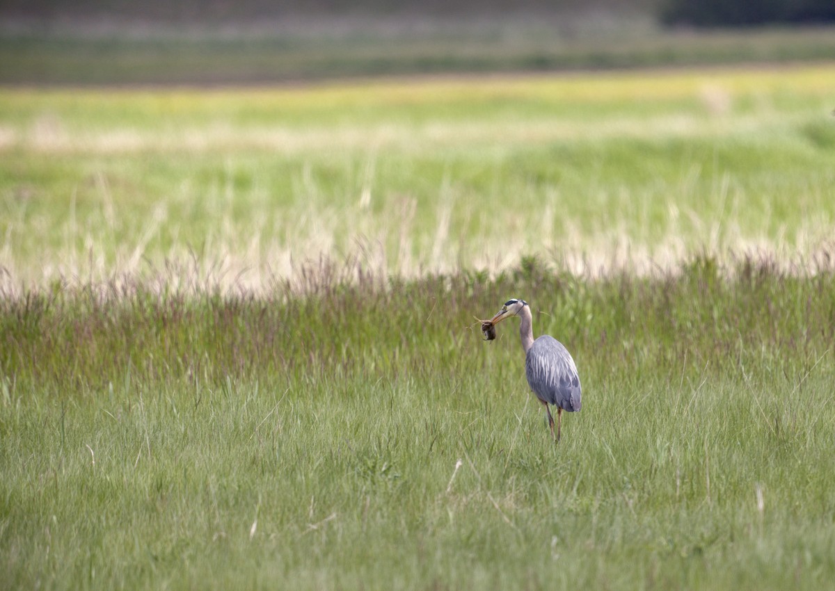 Garza Azulada - ML619646606