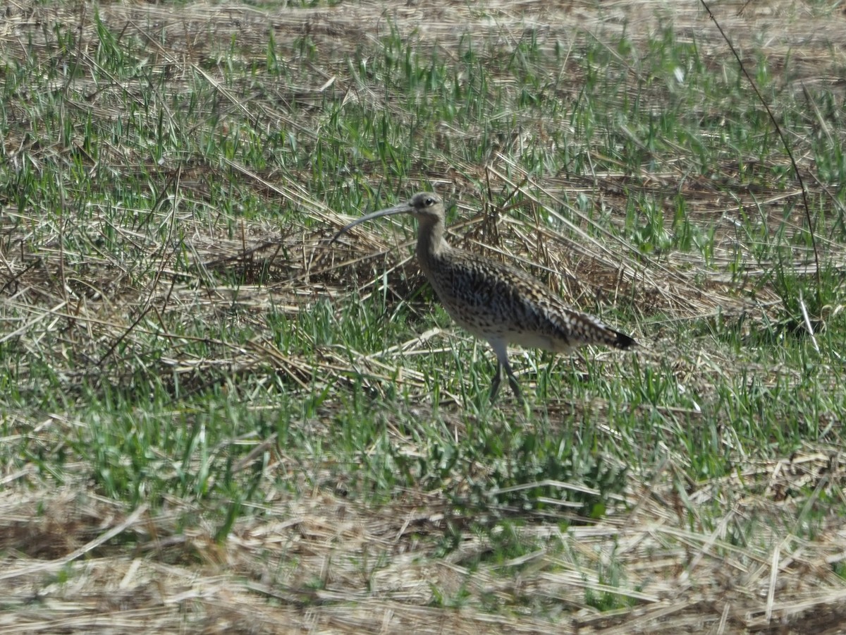 Eurasian Curlew - Richard Kaskan