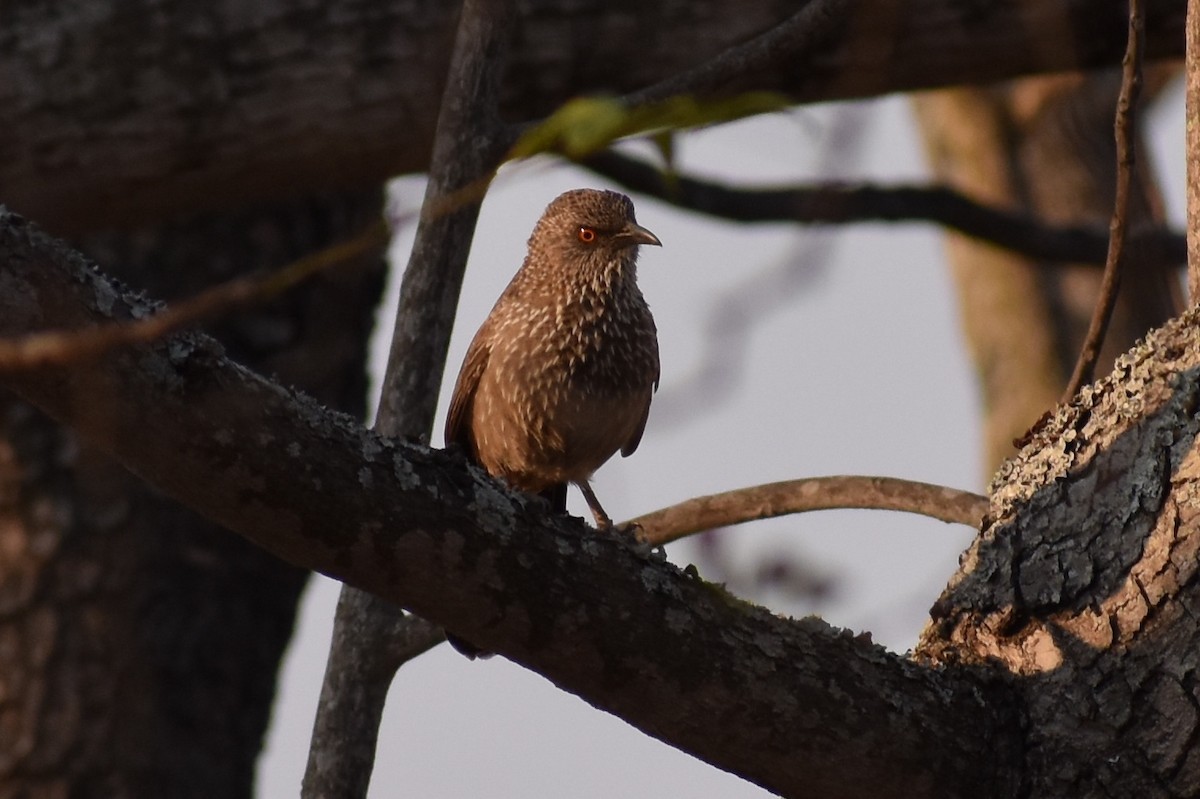 Arrow-marked Babbler - ML619646612