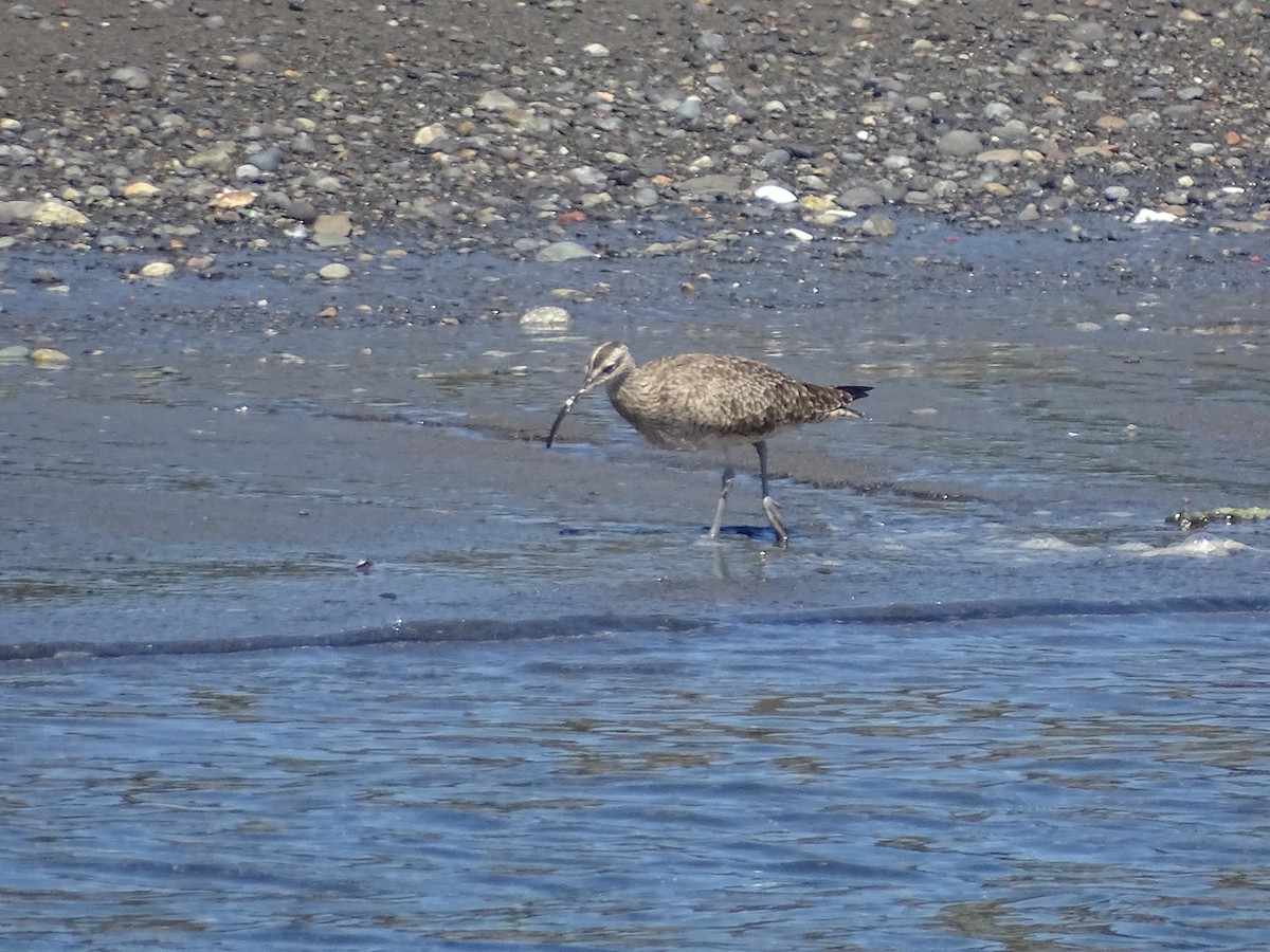 Whimbrel - José Ignacio Catalán Ruiz