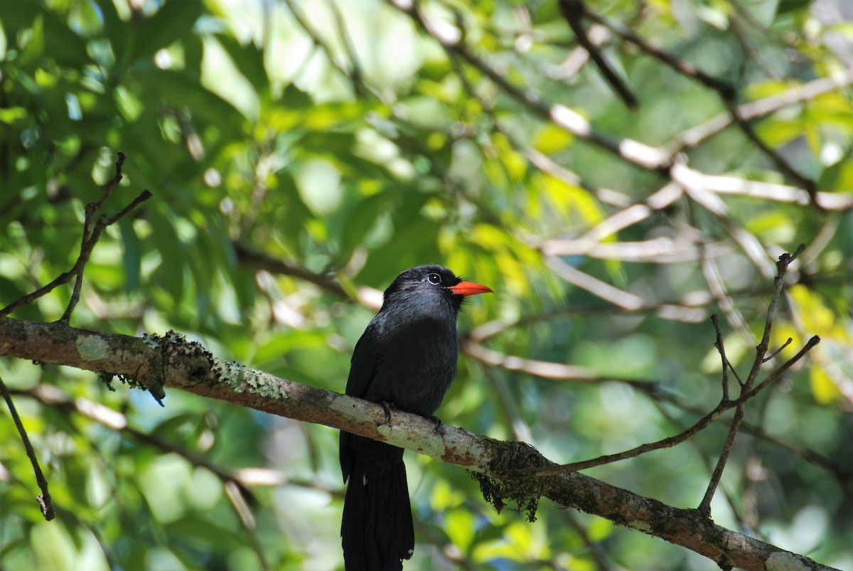 Schwarzstirn-Faulvogel - ML619646617