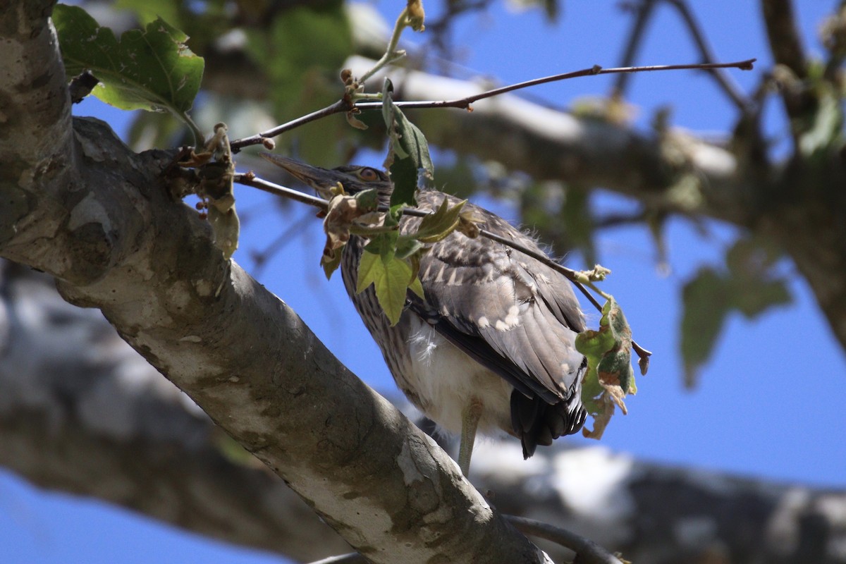 Black-crowned Night Heron - Brendon Westerhold