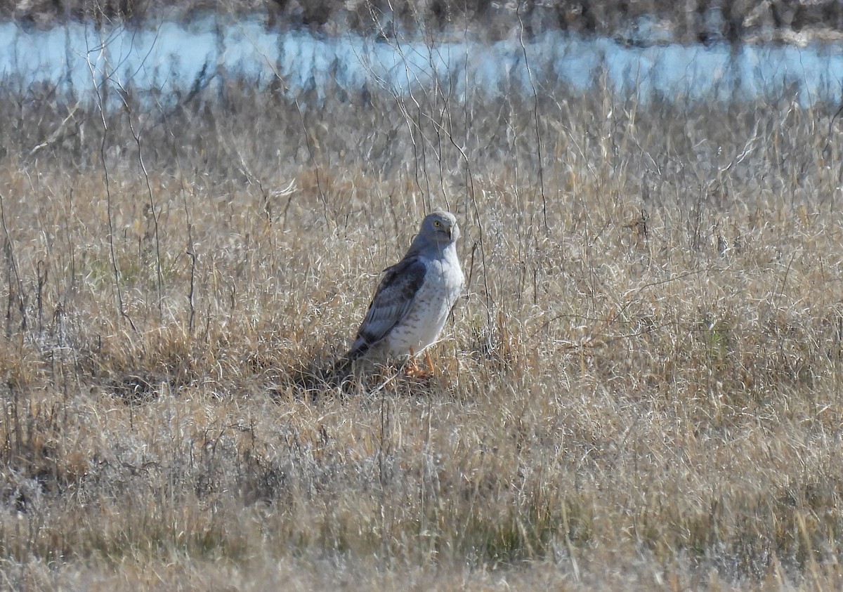 Northern Harrier - Sara Gravatt-Wimsatt