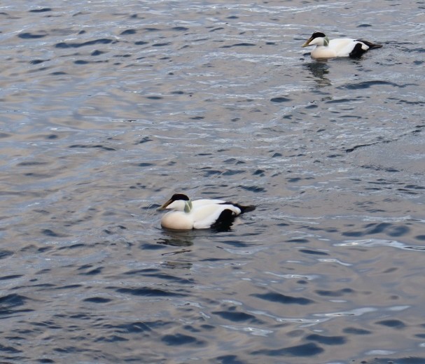 Common Eider - Rob Copeland