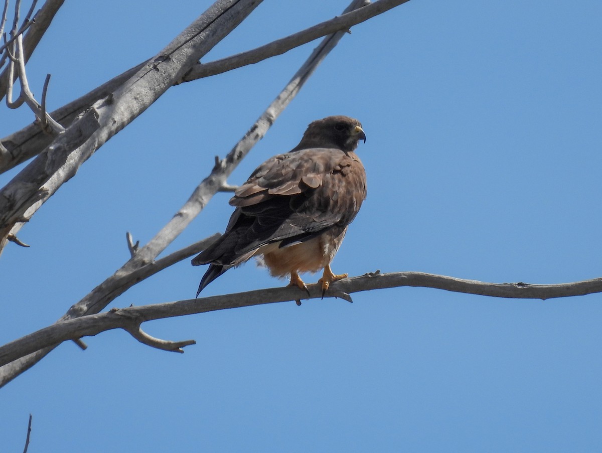 Swainson's Hawk - ML619646629