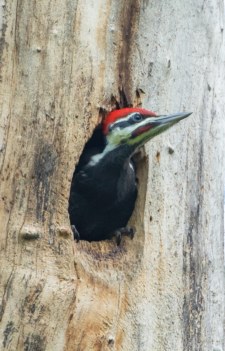 Pileated Woodpecker - ML619646631