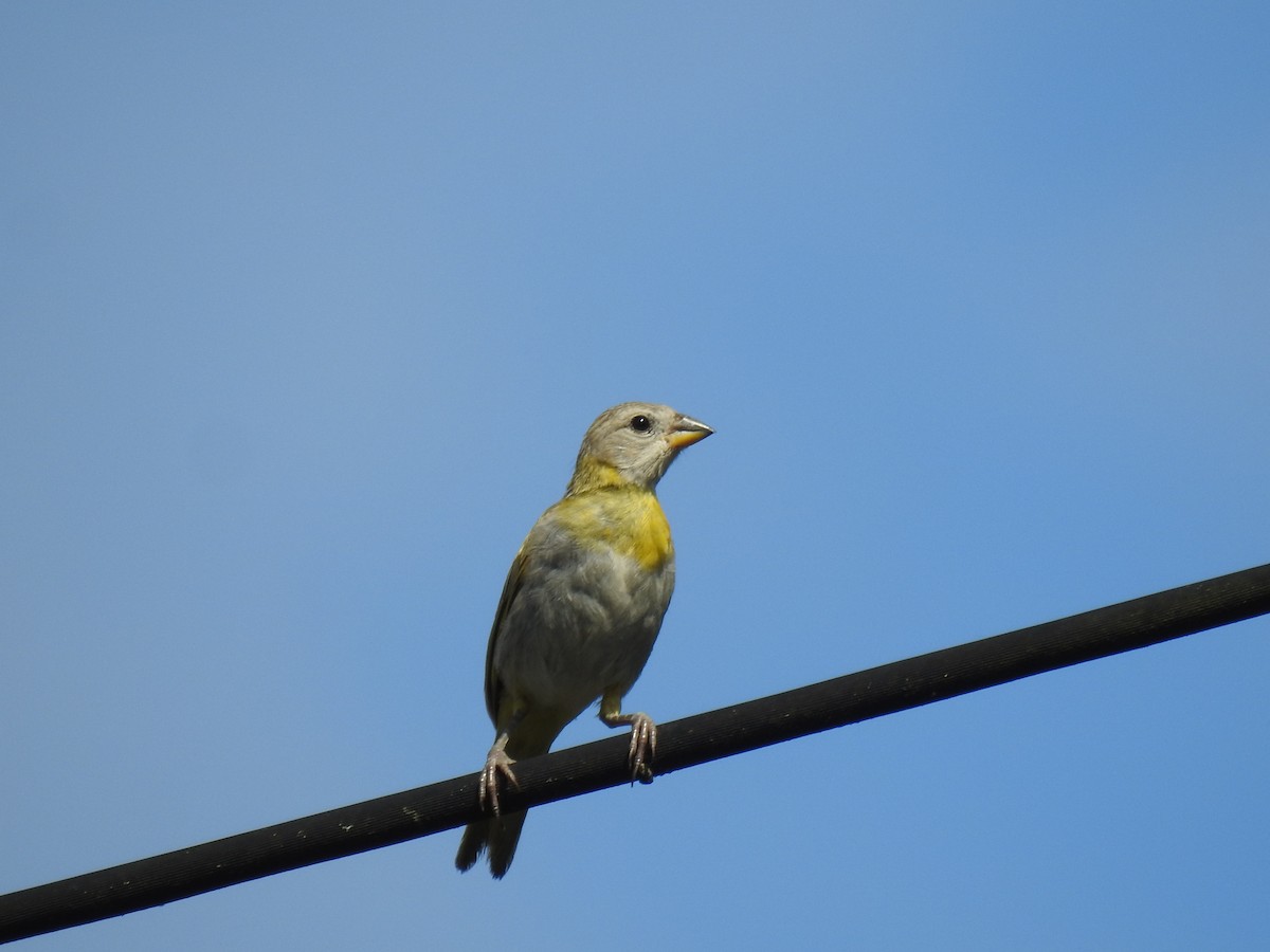 Saffron Finch - Francisco Javier Alonso Acero  (Hotel Malokamazonas)