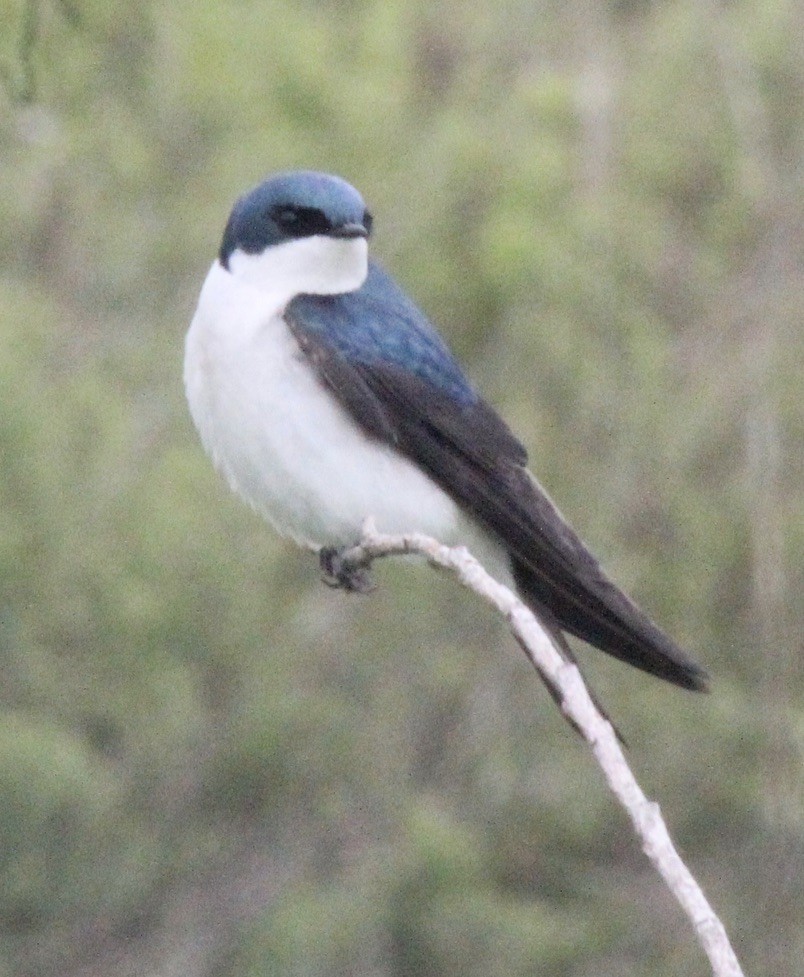 Tree Swallow - ML619646636