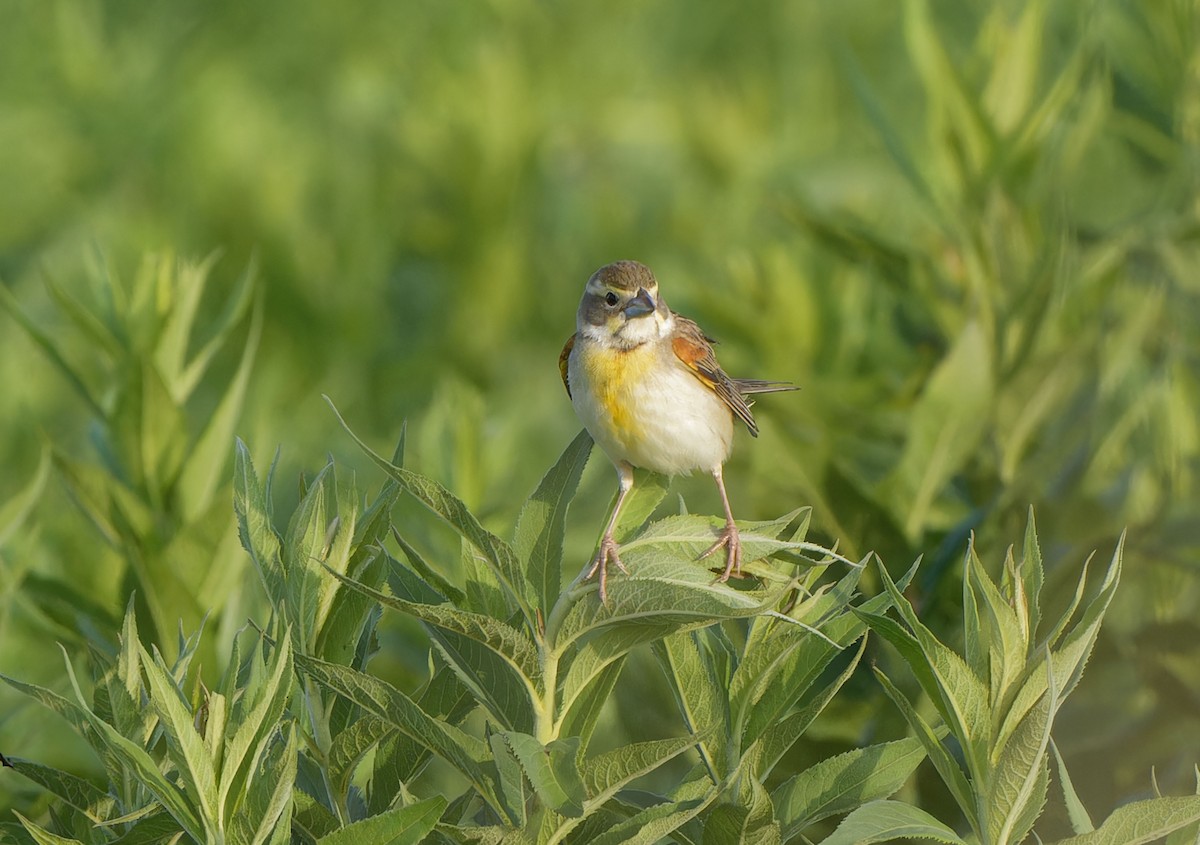 Dickcissel - ML619646639