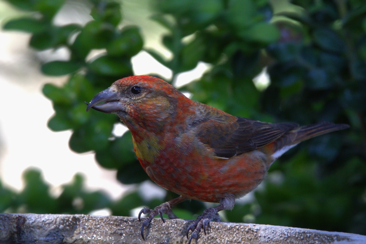 Red Crossbill - Robert n Cynthia Danielson