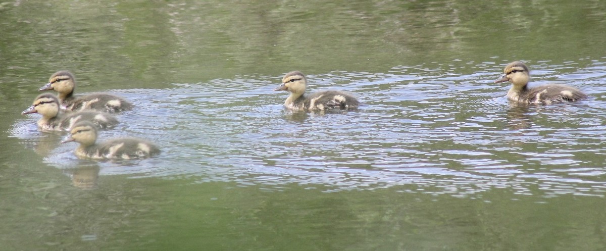 Stockente - ML619646643