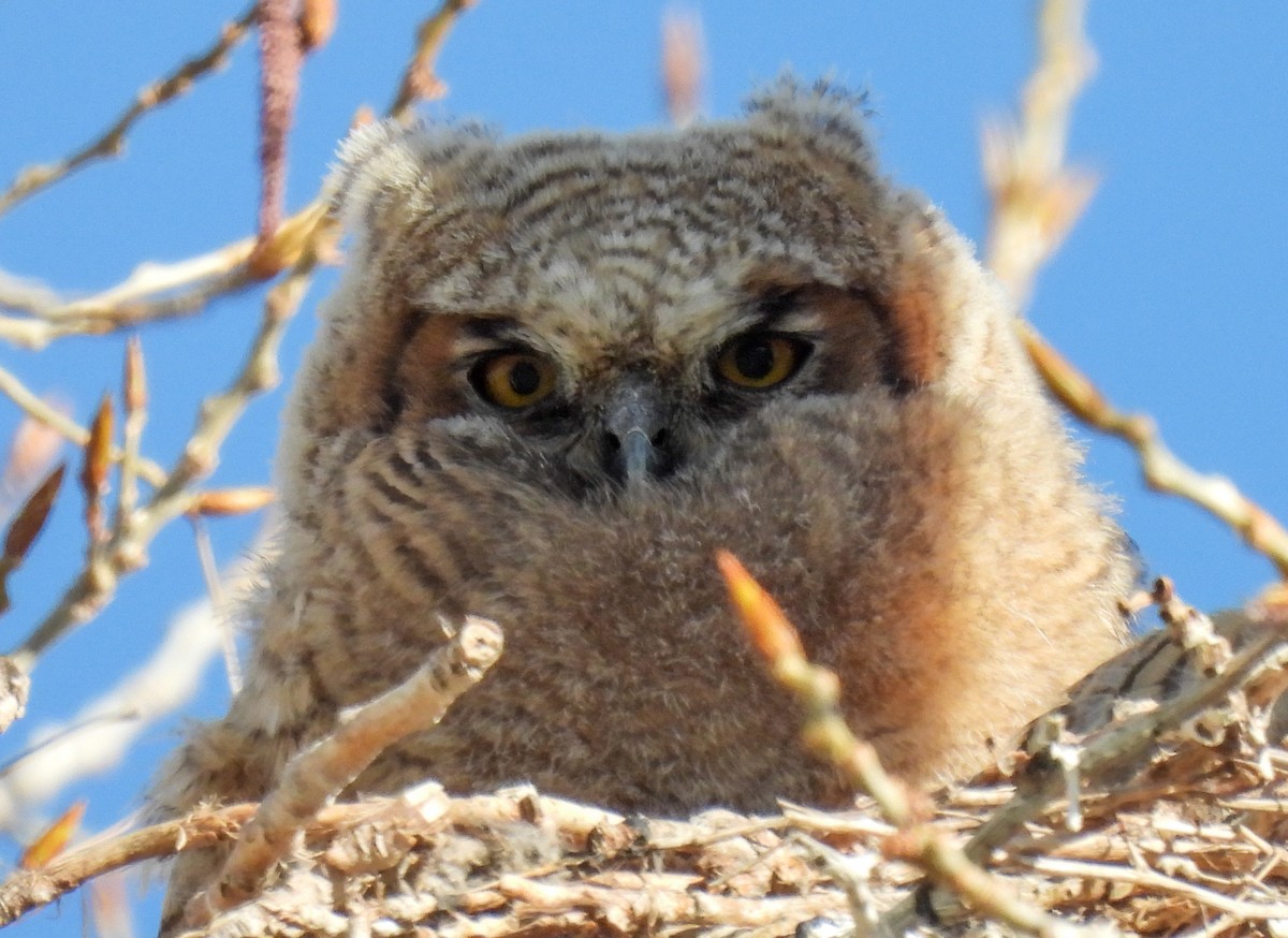 Great Horned Owl - ML619646645