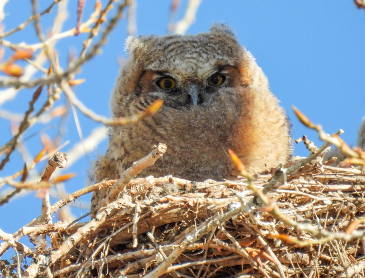 Great Horned Owl - ML619646649