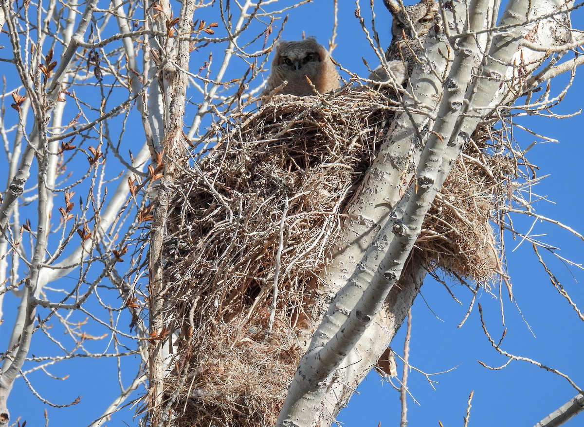 Great Horned Owl - ML619646650