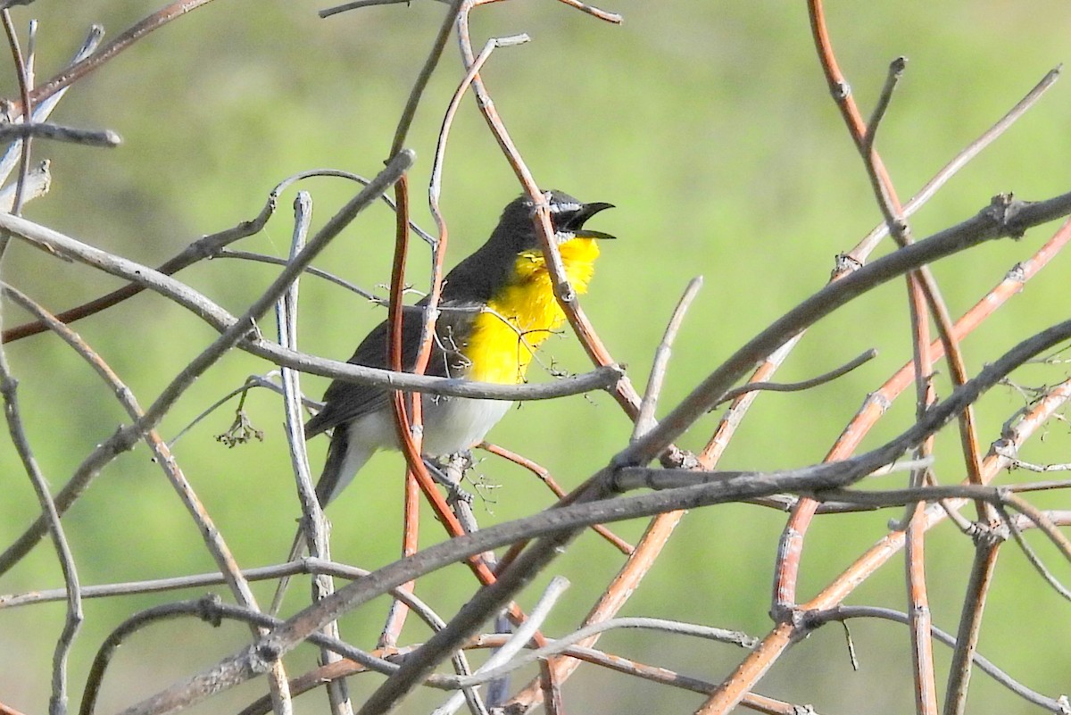 Yellow-breasted Chat - Diana LaSarge and Aaron Skirvin