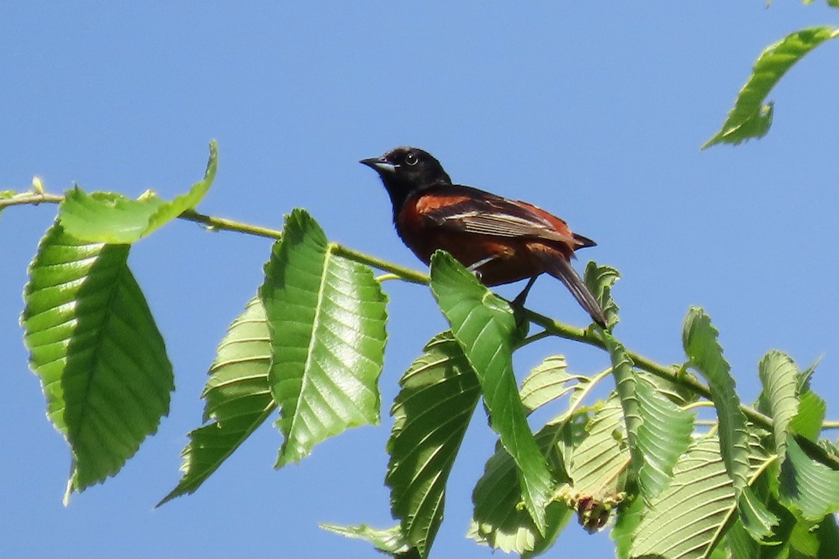 Orchard Oriole - Mike Donaldson