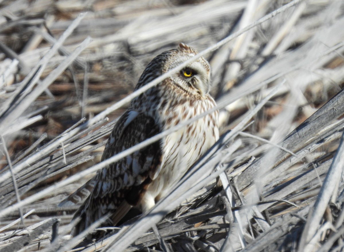 Short-eared Owl - Sara Gravatt-Wimsatt