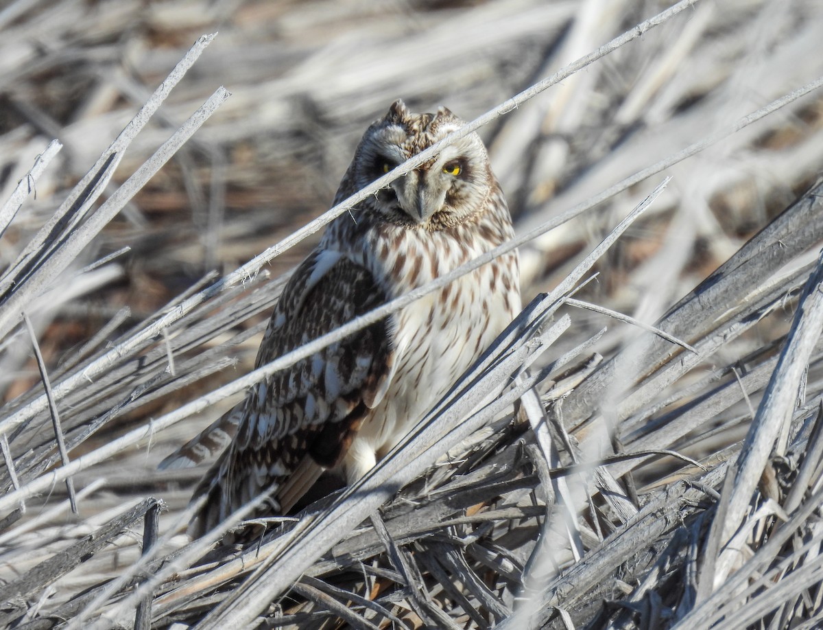 Short-eared Owl - Sara Gravatt-Wimsatt