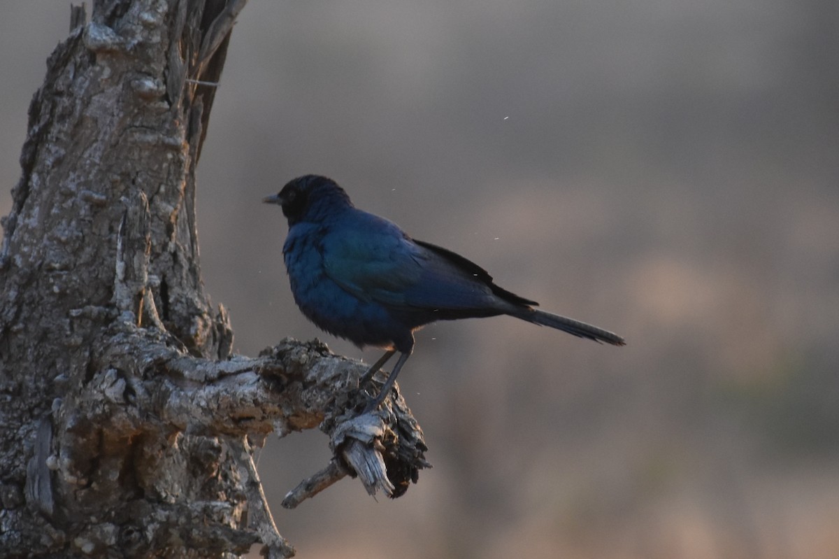 Burchell's Starling - Nathan O'Reilly