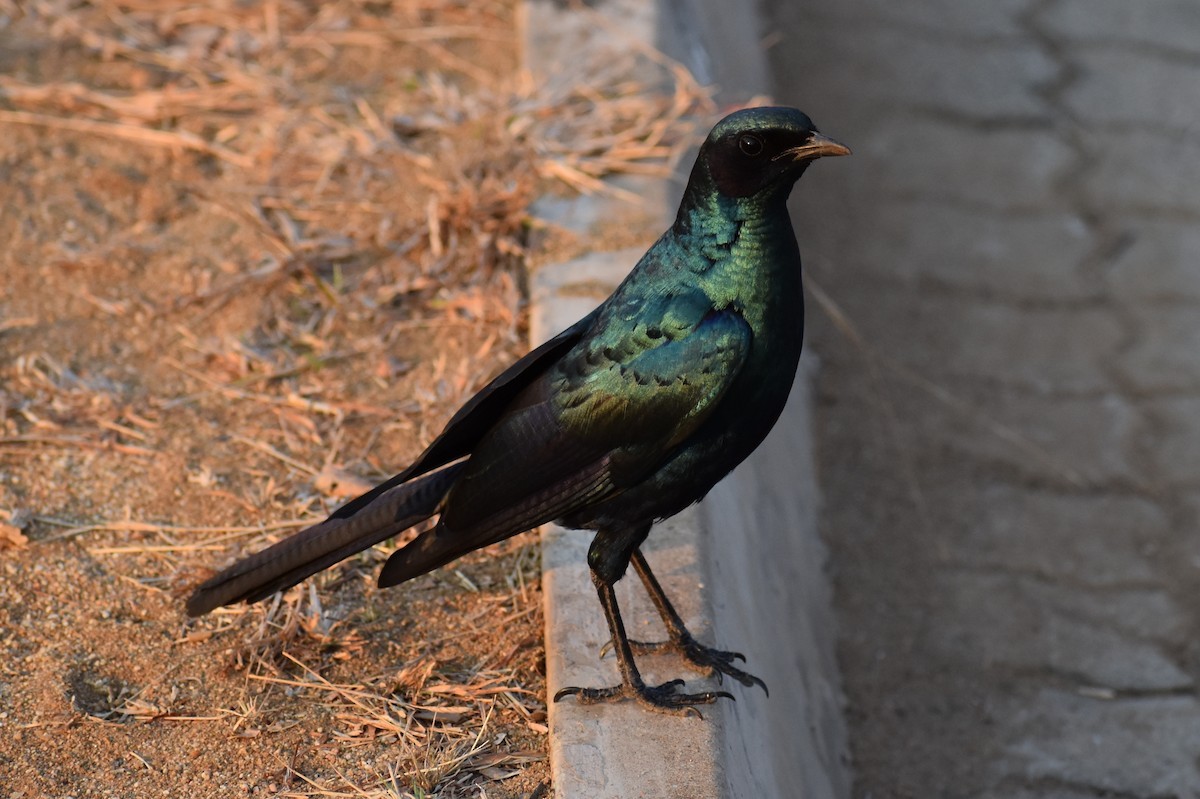 Burchell's Starling - Nathan O'Reilly