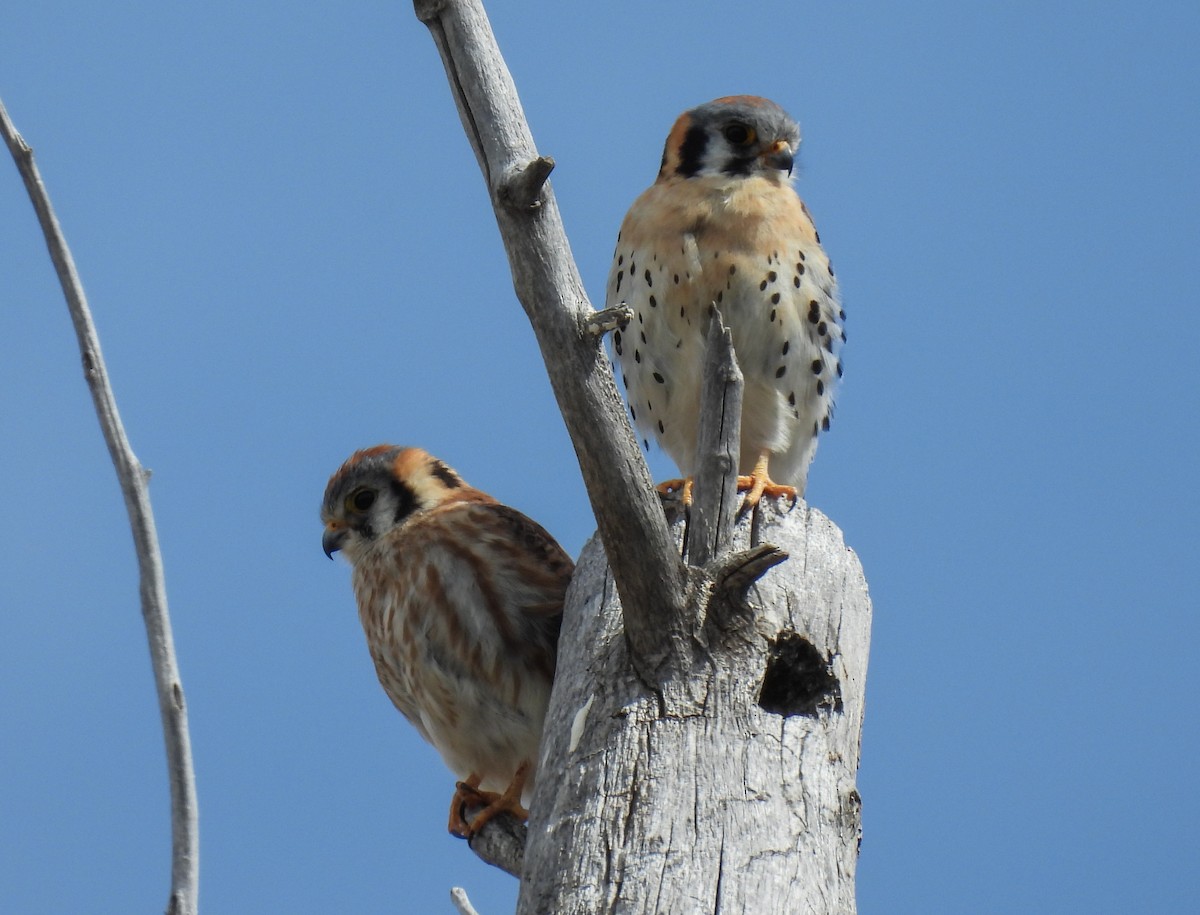 American Kestrel - ML619646682