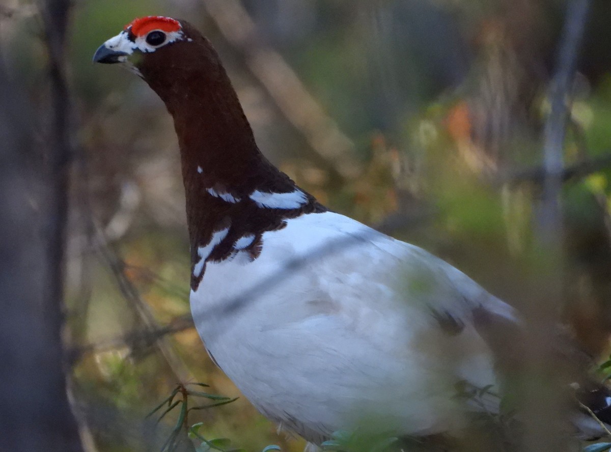 Willow Ptarmigan - Jon Iratzagorria Garay