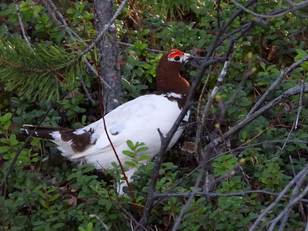 Willow Ptarmigan - Jon Iratzagorria Garay