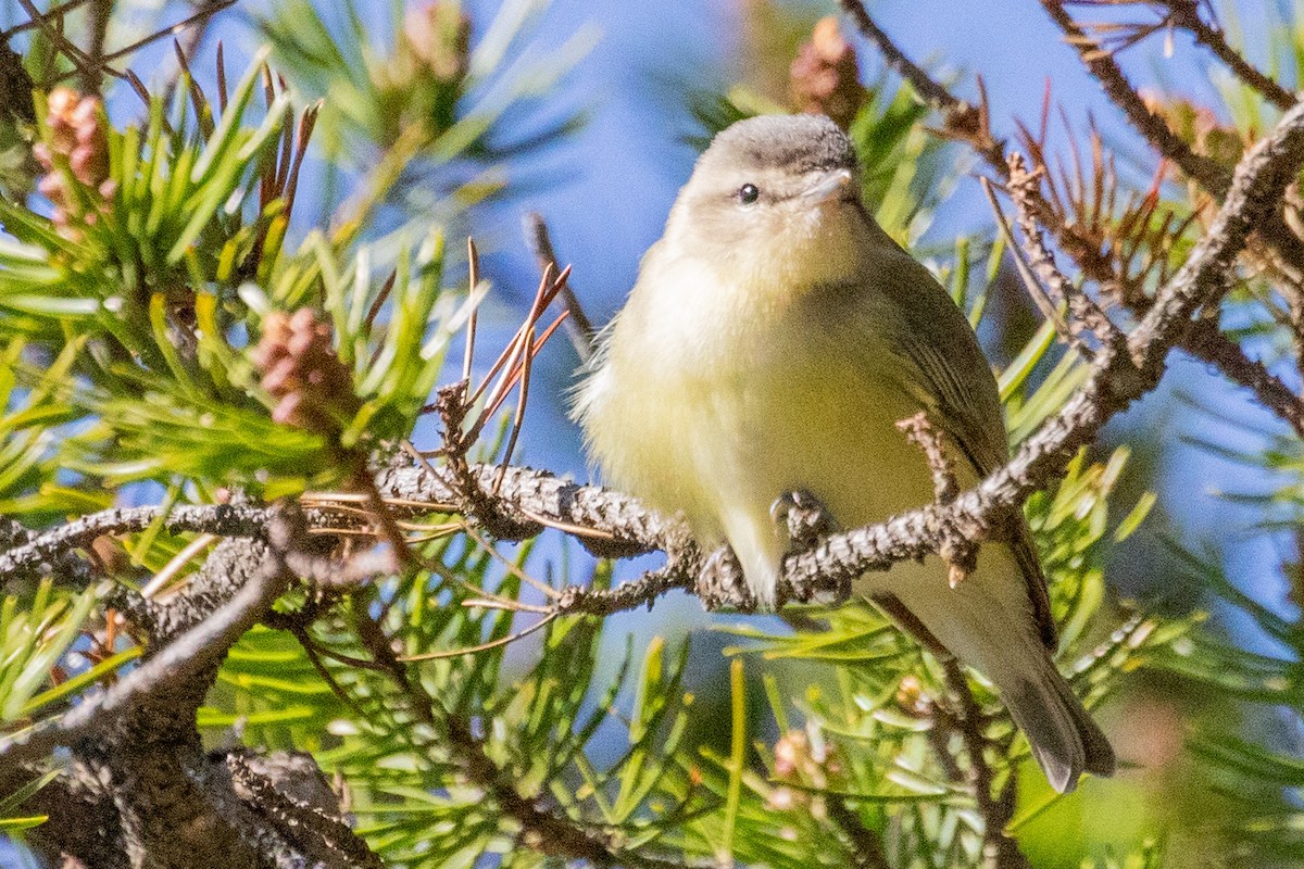 Philadelphia Vireo - Sue Wright