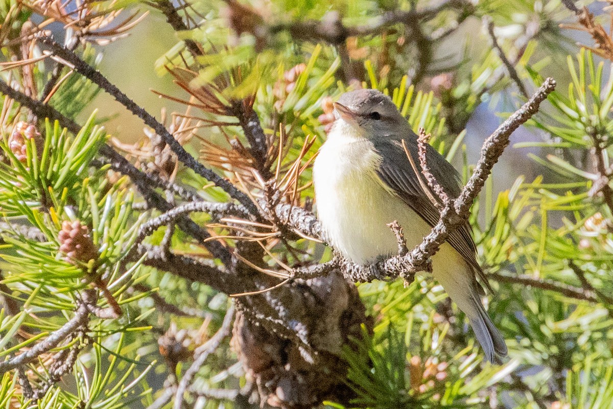 Philadelphia Vireo - Sue Wright