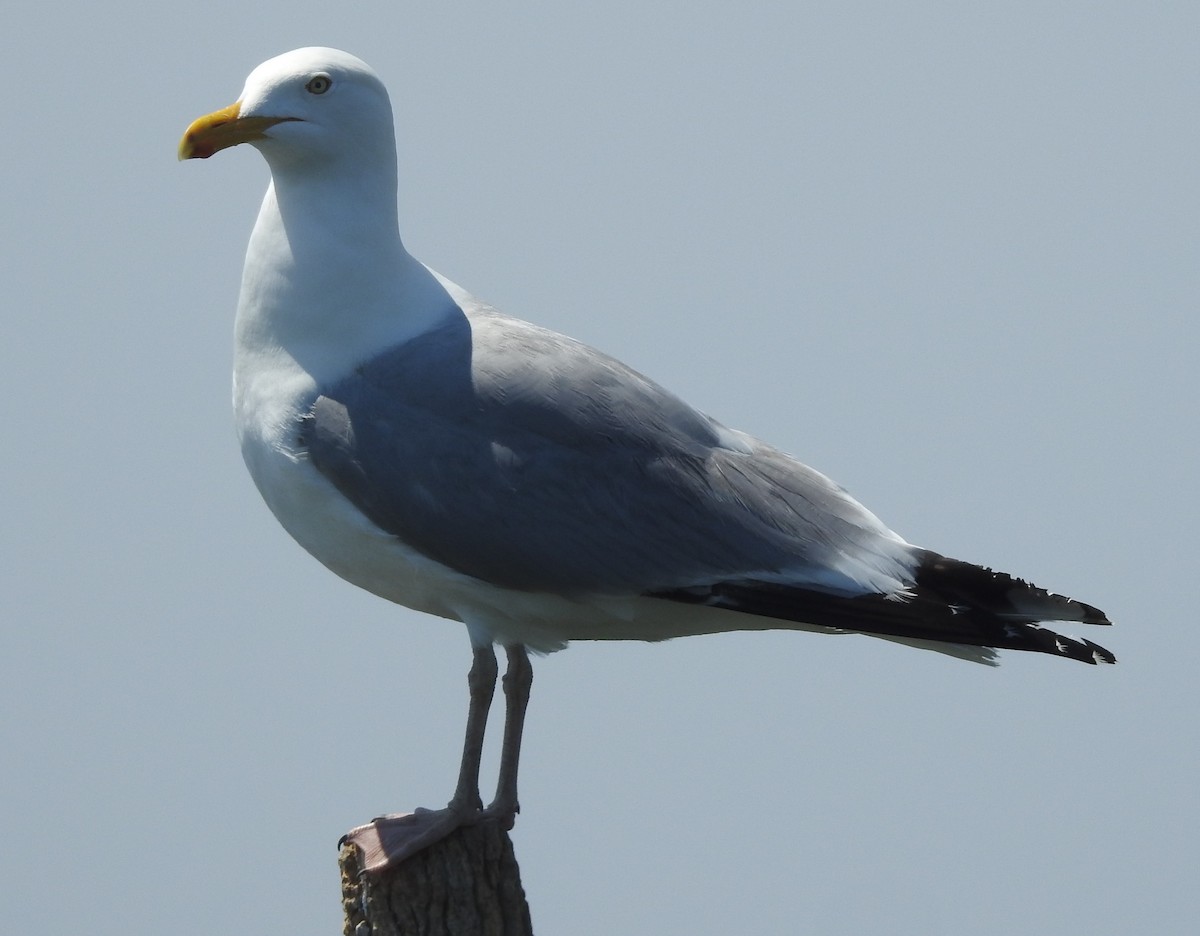 Herring Gull - Fred Shaffer