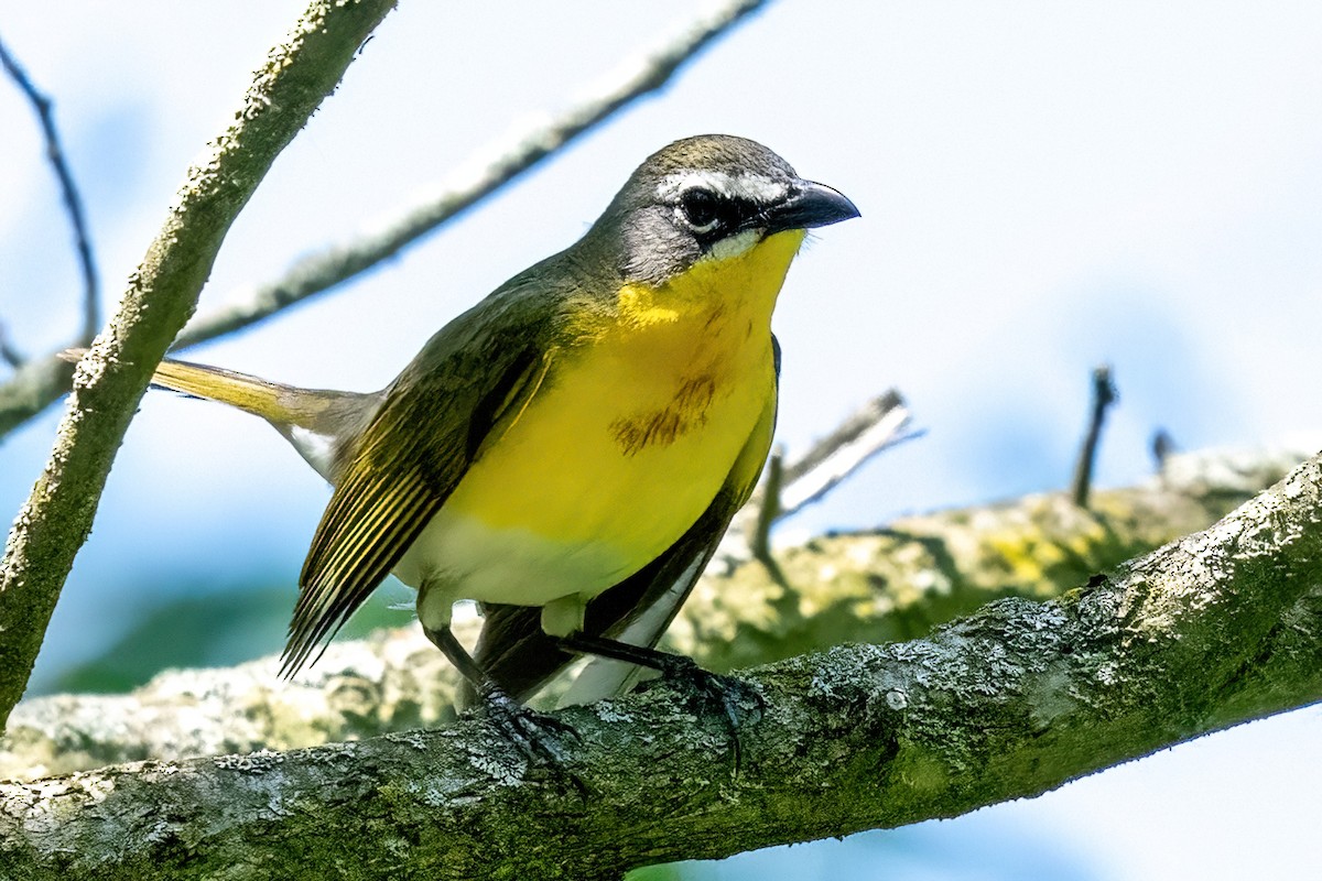 Yellow-breasted Chat - James Hoagland