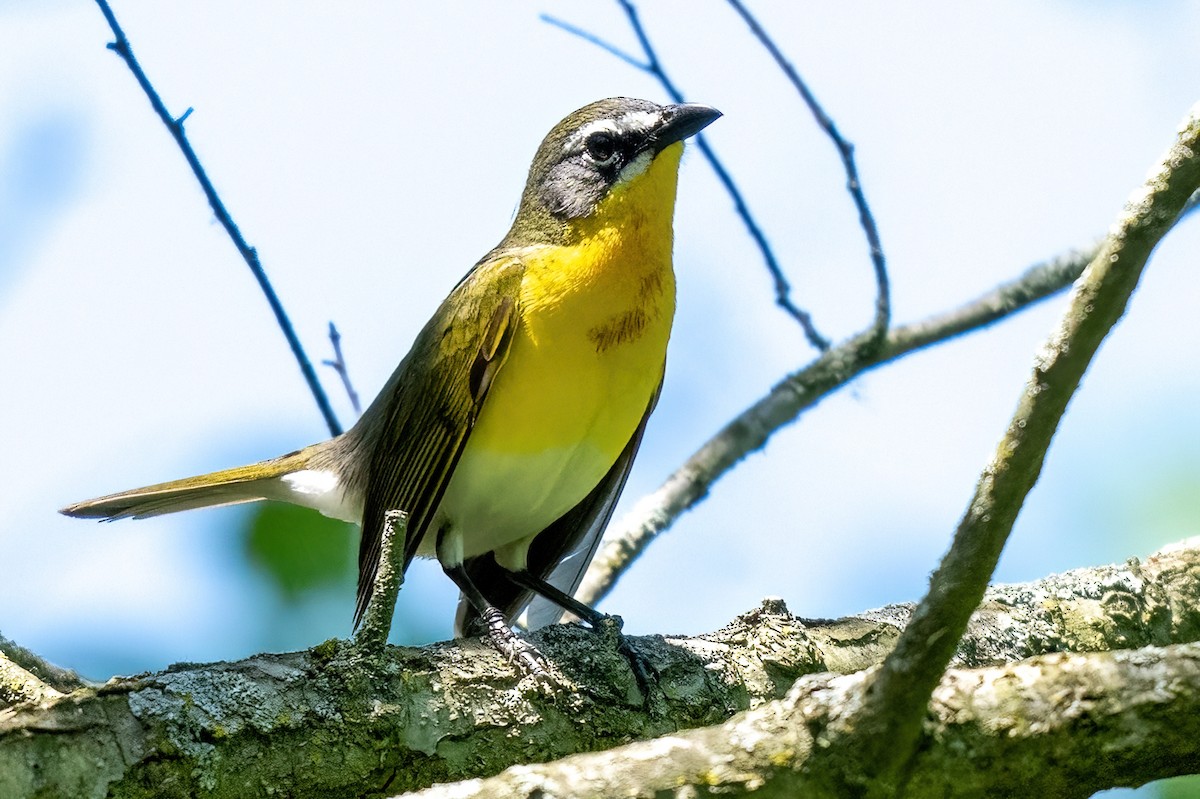 Yellow-breasted Chat - James Hoagland