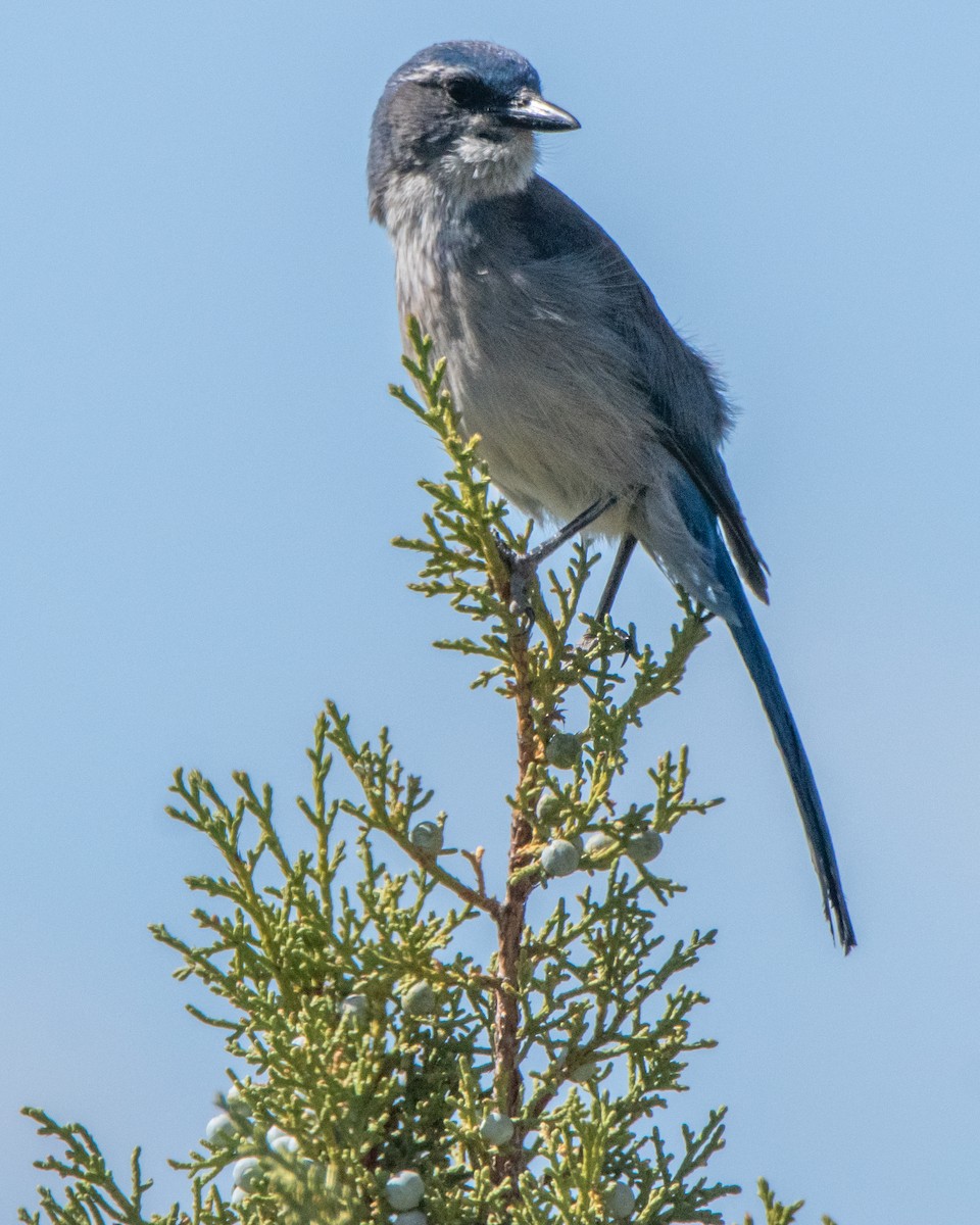 Woodhouse's Scrub-Jay - David Sinton