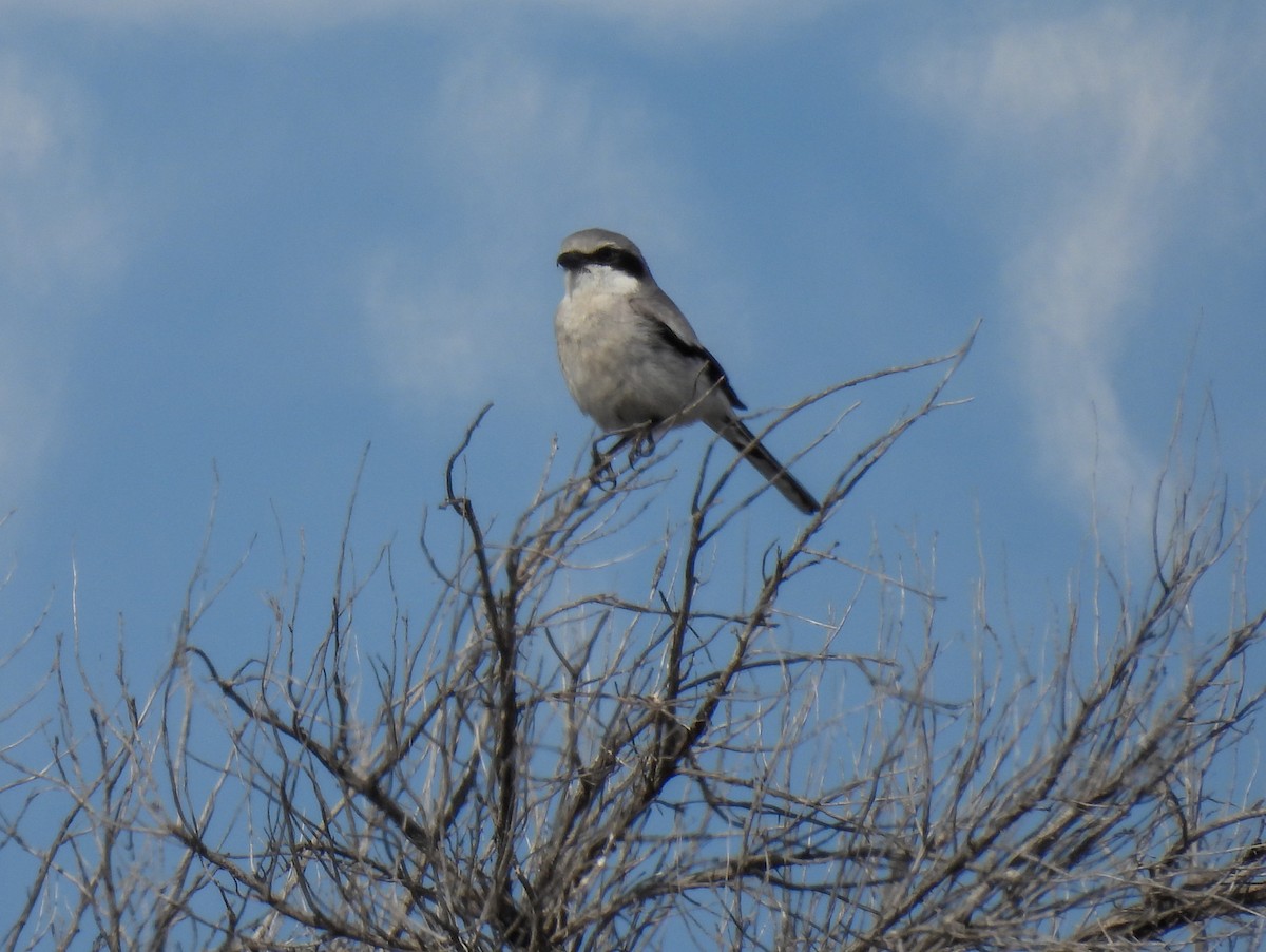 Loggerhead Shrike - Sara Gravatt-Wimsatt