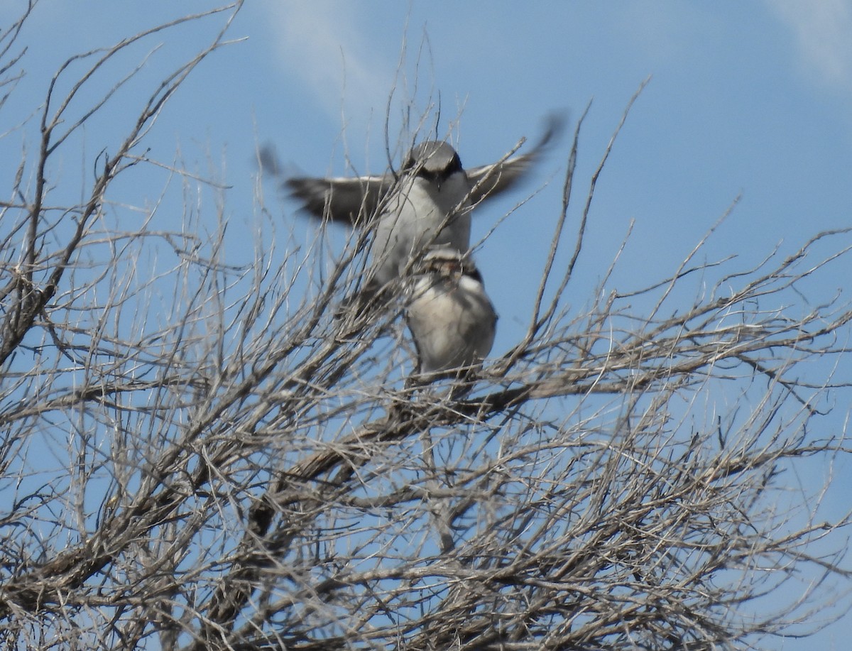 Loggerhead Shrike - Sara Gravatt-Wimsatt