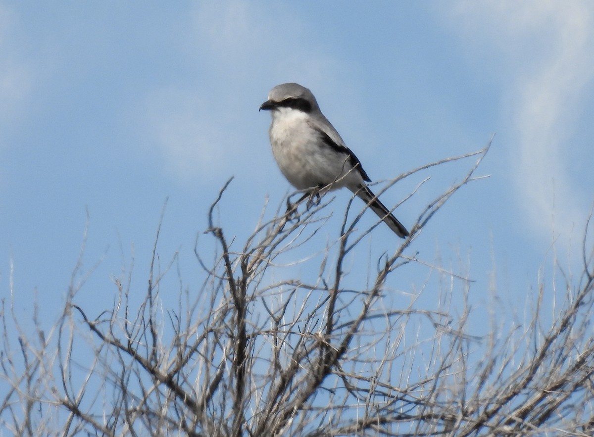 Loggerhead Shrike - Sara Gravatt-Wimsatt