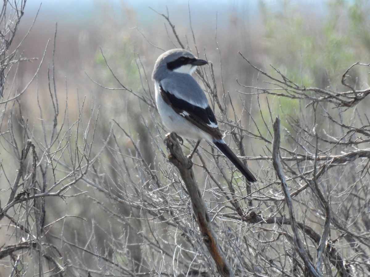 Loggerhead Shrike - Sara Gravatt-Wimsatt