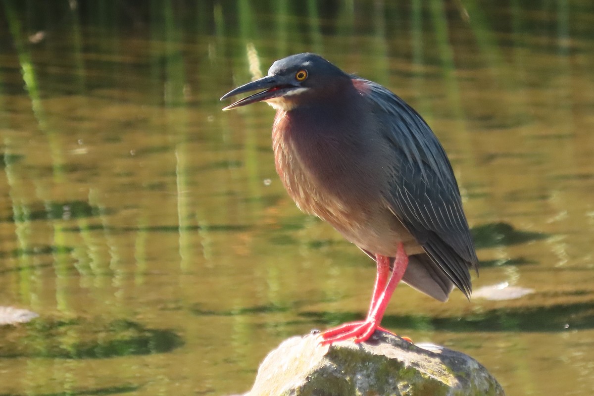 Green Heron - Mike Donaldson