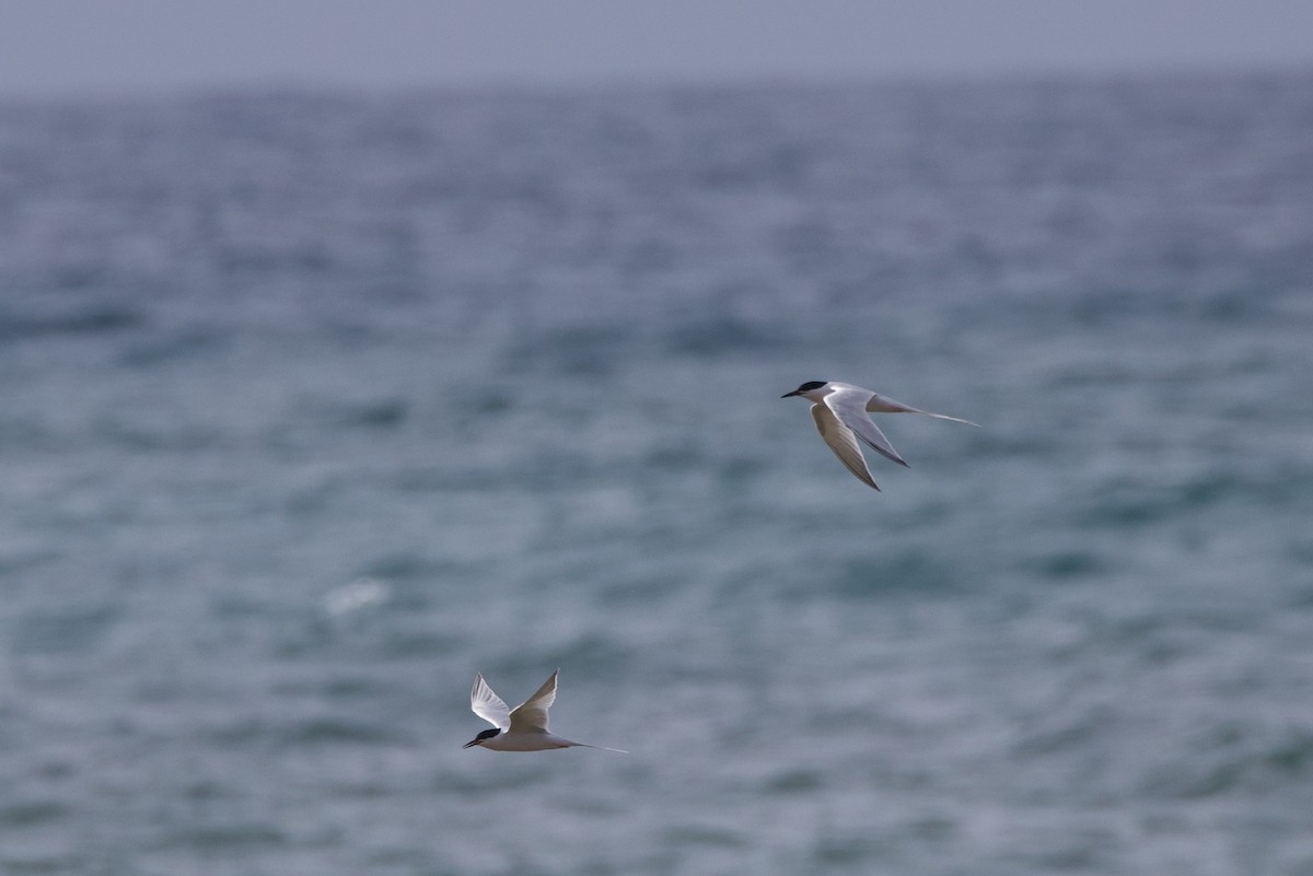 Roseate Tern - Michael St John