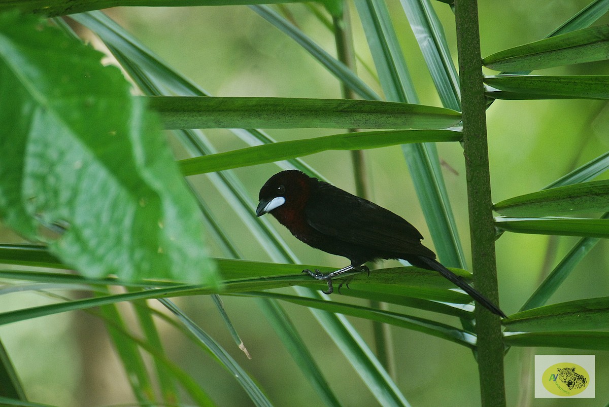 Silver-beaked Tanager - Aynore Soares Caldas