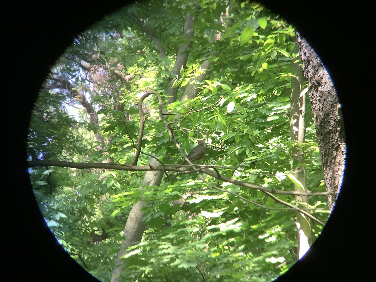 American Robin - ML619646721