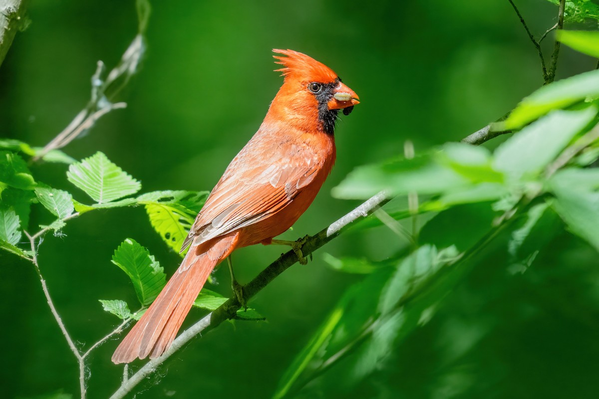 Northern Cardinal - ML619646722